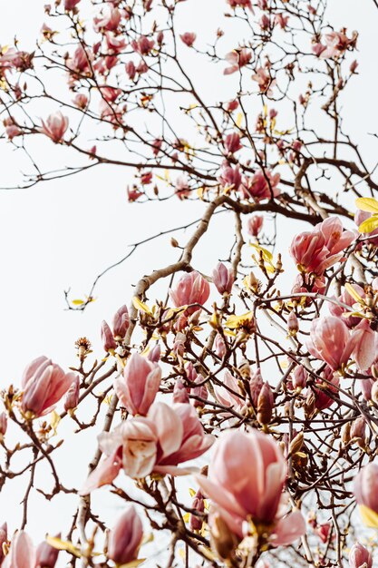 Fondo de árbol con flores durante la primavera con un cielo brillante