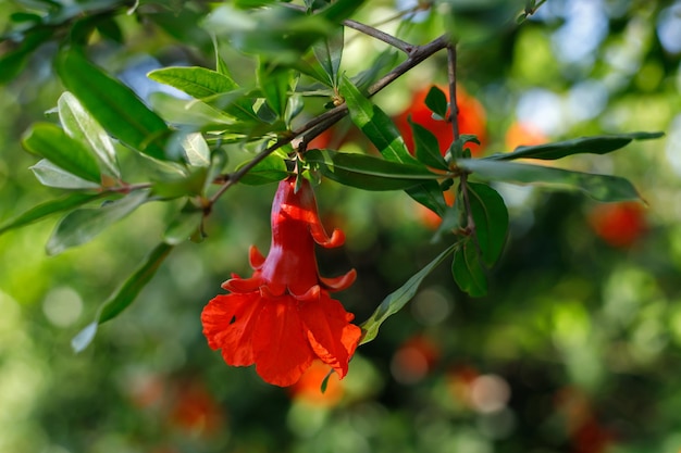 Fondo con árbol de granada en flor Luz del atardecer Enfoque selectivo