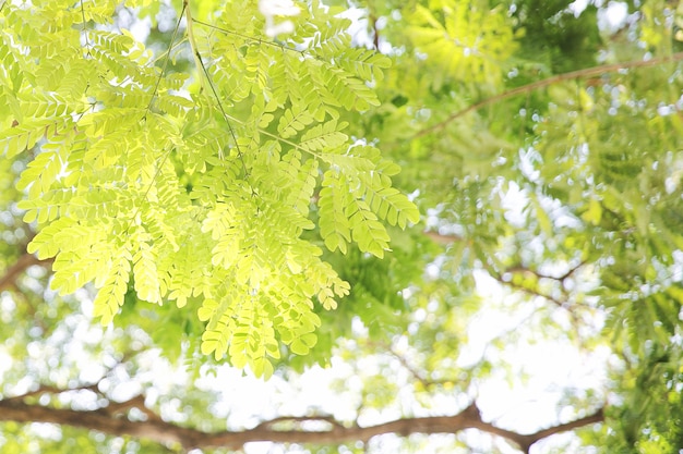 Fondo de árbol de hoja verde