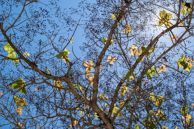 Fondo de árbol de hojas verdes con luz solar