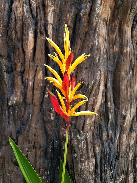 Foto fondo de árbol marrón