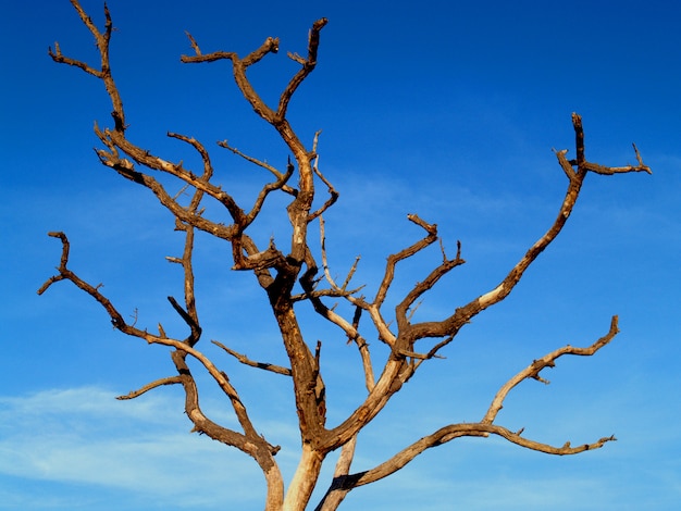 Foto fondo de árbol muerto