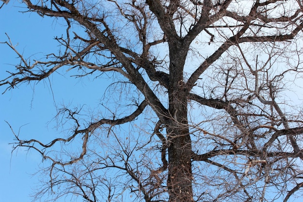 Fondo de árbol