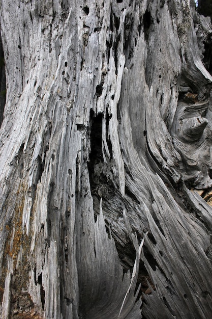 Fondo de árbol