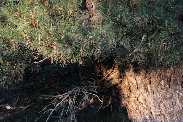 Fondo de árbol