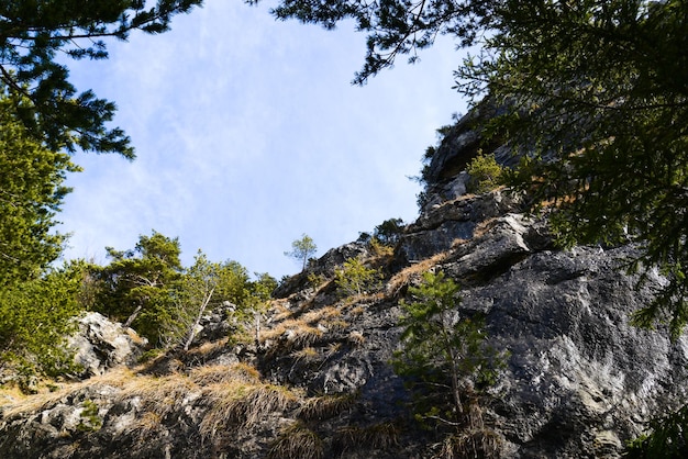 Fondo de árboles de bosque de coníferas con color verde y cielo azul ruta de senderismo a la roca Cerenova