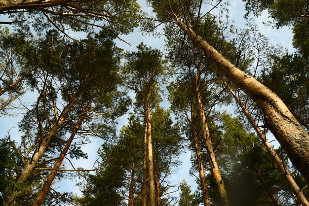 Fondo de árboles de bosque de coníferas con color verde y cielo azul ruta de senderismo a la roca Cerenova