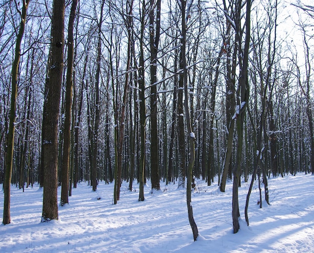 Fondo de árboles cubiertos de nieve de invierno