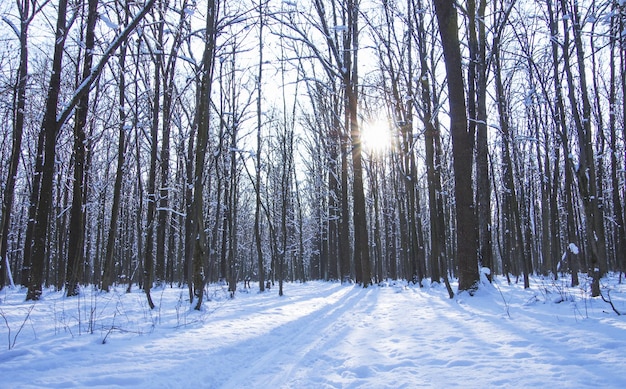 El fondo de los árboles cubiertos de nieve en invierno