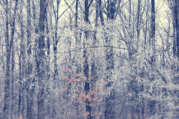 Fondo de árboles de invierno