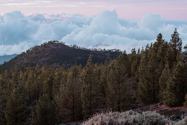 Fondo de árboles montañas y nubes altas