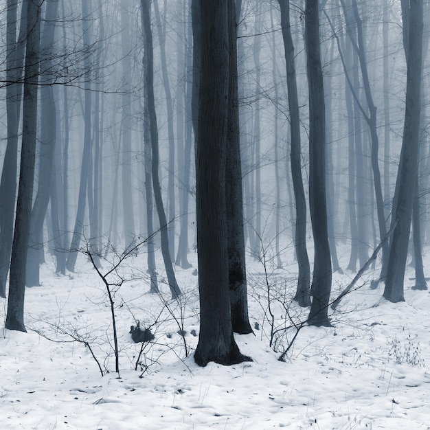 Fondo con árboles en la niebla Naturaleza en invierno con troncos de árboles Concepto de madera y medio ambiente