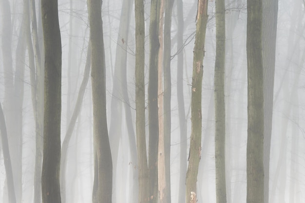 Fondo con árboles en la niebla Naturaleza en invierno con troncos de árboles Concepto de madera y medio ambiente