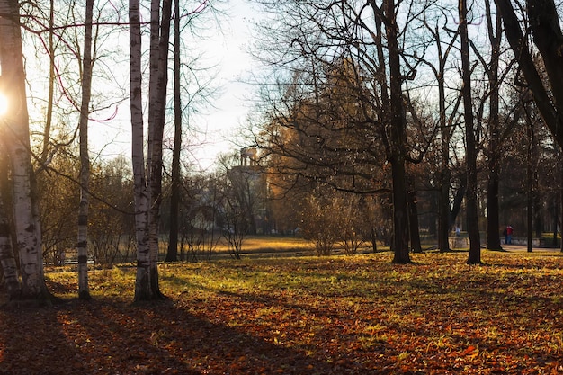 Fondo de árboles en otoño en Pushkin Park