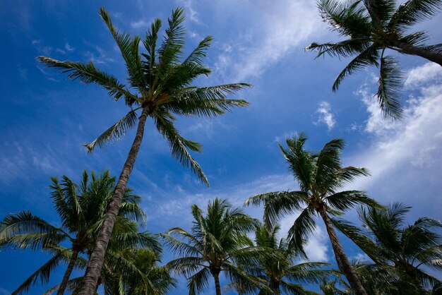 Fondo de árboles tropicales Telón de fondo tropical en el cielo de la luz del sol