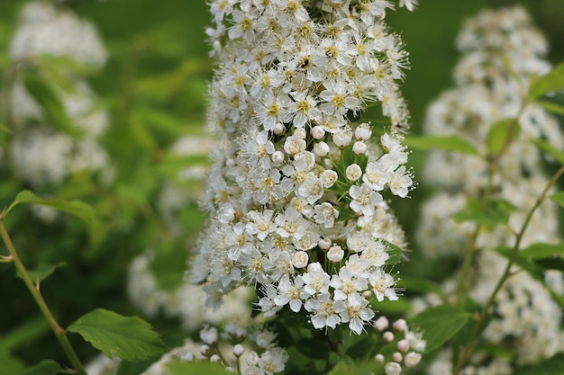 Fondo arbusto de flores blancas arbusto Spiraea de las flores blancas suaves bajo el sol de primavera