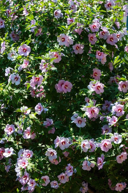 Fondo de arbusto de flores magenta