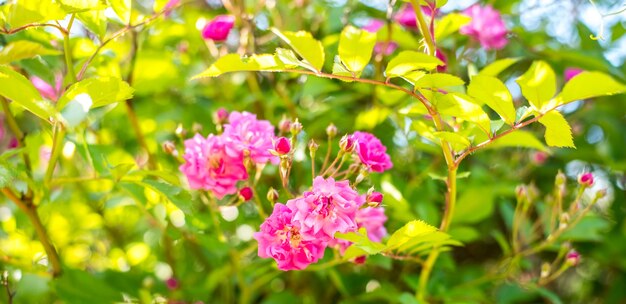 Fondo de arbusto de rosas rosadas