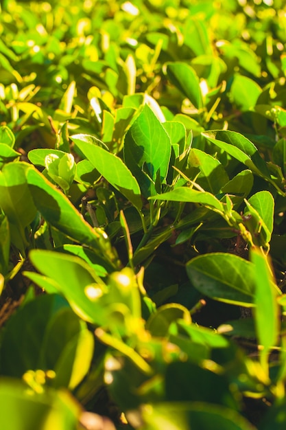 Fondo de arbustos de té verde creciente bajo el amanecer