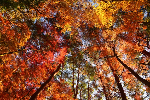 Fondo de arce Temporada de otoño en Japón