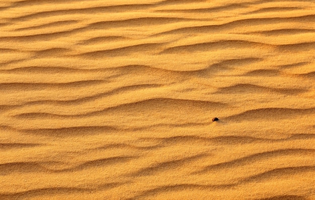 Fondo de arena del desierto. Desierto de oro hacia la puesta de sol