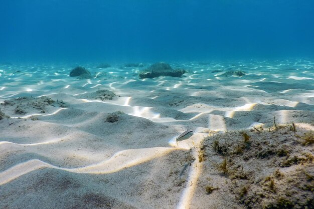 Fondo arenoso, peces nadando bajo el agua