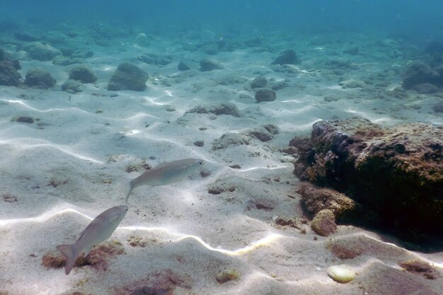 Fondo arenoso, peces nadando bajo el agua