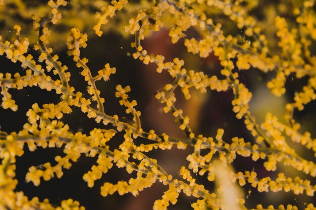 Fondo de arrecife amarillo