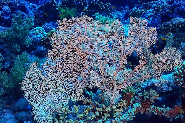 Foto fondo de arrecife de coral, ecosistema de vida marina submarina océano mar