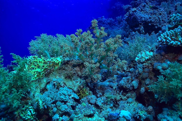 fondo de arrecife de coral, ecosistema de vida marina submarina océano mar