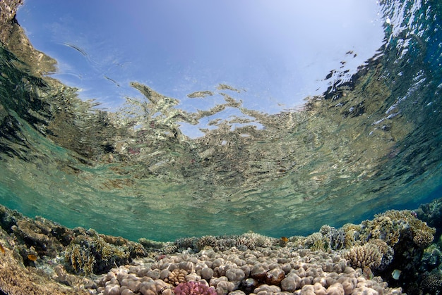 Fondo de arrecife de coral