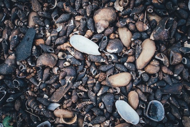 Fondo de arrecifes de coral y conchas en la playa