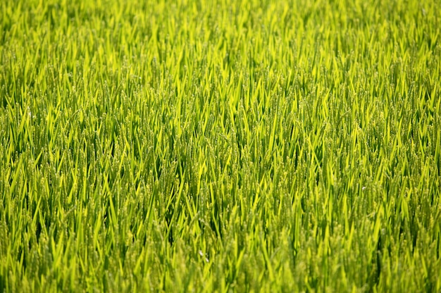 Fondo de arroz campos verdes