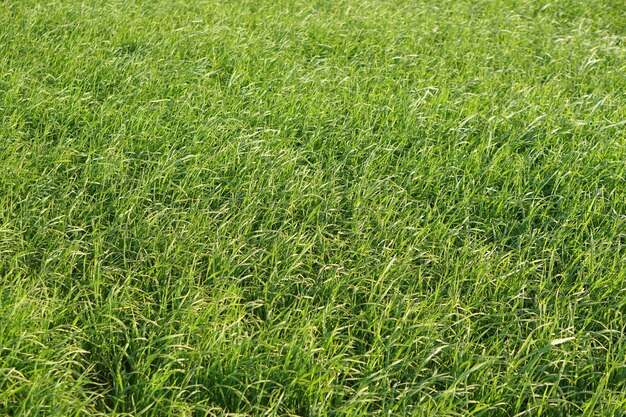 Fondo de arroz verde en el campo