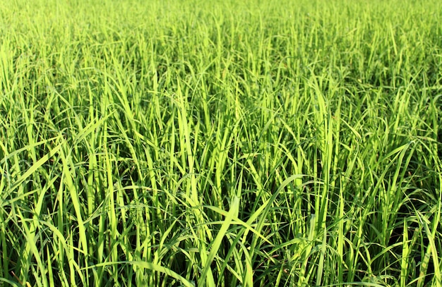 Fondo de arroz verde