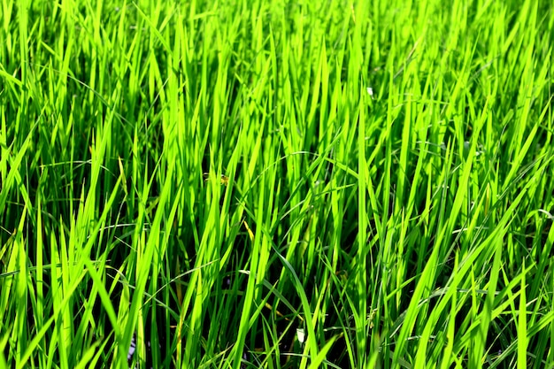 Fondo de arroz verde