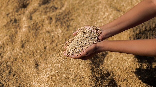 Fondo del arrozal y el grano dorado del grano y el cierre del montón