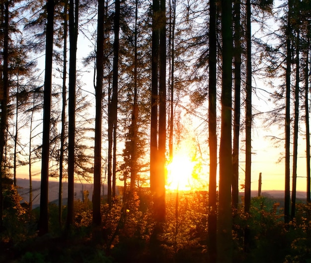 Fondo del atardecer del bosque