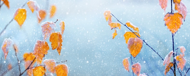 Fondo atmosférico de invierno. Hojas de abedul amarillo seco en un árbol sobre un fondo azul claro suave durante una nevada