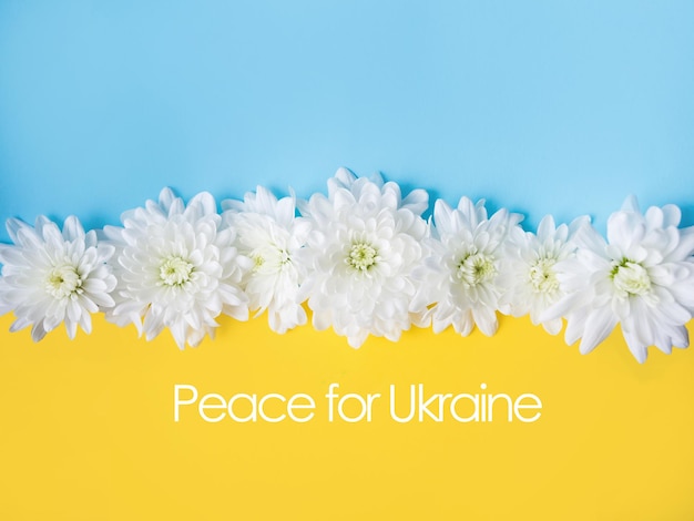 Fondo azul y amarillo con flores blancas. Apoyar a Ucrania