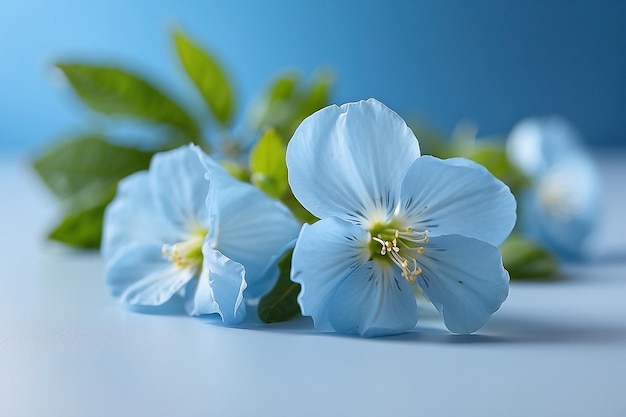 fondo azul claro con hermosas flores