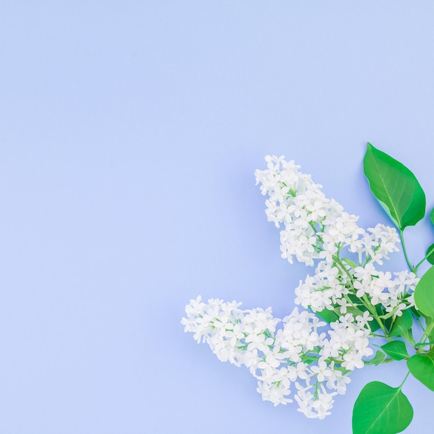 Fondo azul con flores blancas lilas