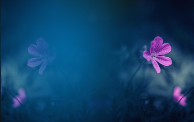 Foto un fondo azul con flores moradas y un fondo azul.