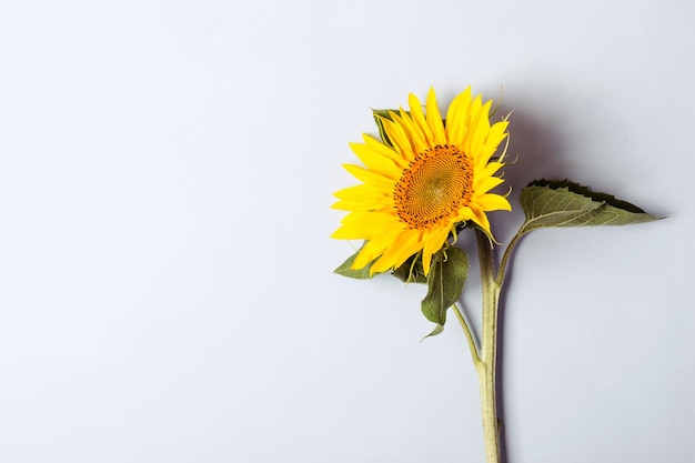 Fondo azul de otoño con girasol floreciente