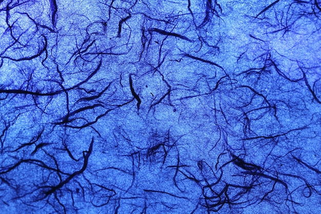 Foto fondo azul con ramas en el medio.