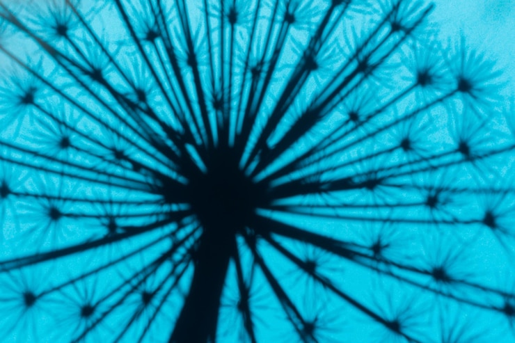 Foto fondo azul de sombra natural dibujo abstracto de flores silvestres secas a la luz del sol