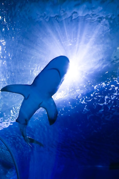 Fondo azul submarino con rayos de sol y gran tiburón nadando en un gran acuario de agua de mar en oceana...