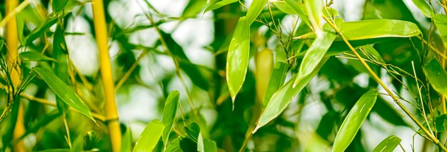 Fondo de bambú verde hojas frescas en árbol como concepto de medio ambiente y ecología de la naturaleza