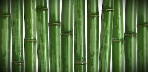 Fondo de bambú