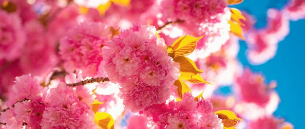 El fondo de la bandera de primavera en flor, el fondo de la frontera de primavera con la flor rosada, la rama de la flor de cerezo.